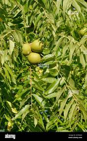 Attēlu rezultāti vaicājumam “Juglans cinerea leaf”