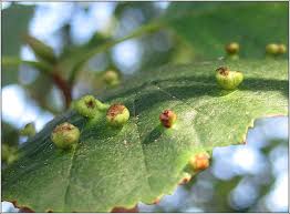 Attēlu rezultāti vaicājumam “Eriophyes laevis”