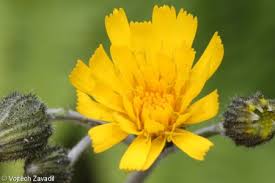 Attēlu rezultāti vaicājumam “Hieracium vulgatum leaf”