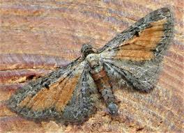 Attēlu rezultāti vaicājumam “Eupithecia icterata”