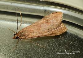 Attēlu rezultāti vaicājumam “Nomophila noctuella”