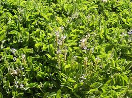 Attēlu rezultāti vaicājumam “Veronica officinalis leaf”