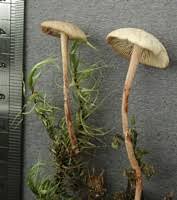 Attēlu rezultāti vaicājumam “Collybia acervata”