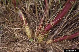 Attēlu rezultāti vaicājumam “Malva moschata bud”