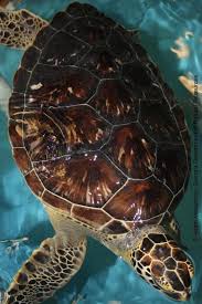 Image result for Chelonia mydas