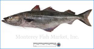 Image result for Pollachius virens