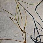 Attēlu rezultāti vaicājumam “Potamogeton trichoides leaf”