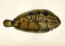 Image result for Solea solea