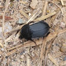 Attēlu rezultāti vaicājumam “Silpha obscura”