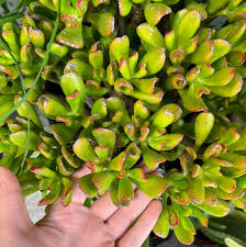 Image result for Crassula hobbit