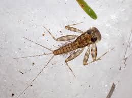 Attēlu rezultāti vaicājumam “Heptagenia sulphurea”