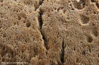 Attēlu rezultāti vaicājumam “Oxyporus corticola”