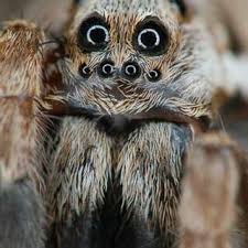 Attēlu rezultāti vaicājumam “Lycogala asperum”