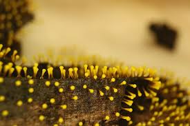 Attēlu rezultāti vaicājumam “Physarum flavicomum macro”