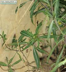 Attēlu rezultāti vaicājumam “Diplotaxis tenuifolia leaf”