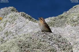 Attēlu rezultāti vaicājumam “Jynx torquilla adult”