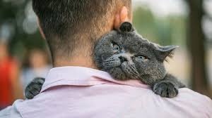 Image result for cat man