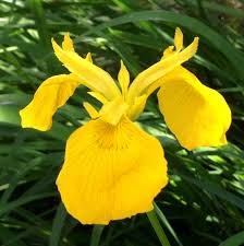 Attēlu rezultāti vaicājumam “Iris pseudacorus leaf”