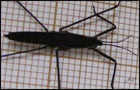 Attēlu rezultāti vaicājumam “Aquarius najas”