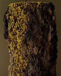 Attēlu rezultāti vaicājumam “Oligonema sp.”