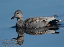 Attēlu rezultāti vaicājumam “Anas strepera female”