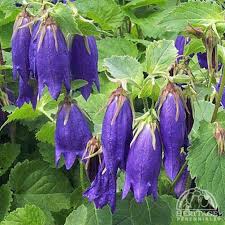 Image result for Campanula strigosa
