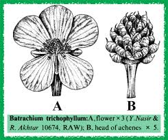 Attēlu rezultāti vaicājumam “Batrachium”