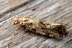 Attēlu rezultāti vaicājumam “Morophaga choragella”