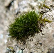 Attēlu rezultāti vaicājumam “Dicranum viride”