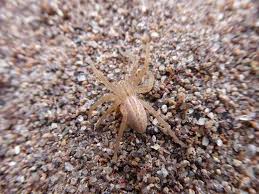 Attēlu rezultāti vaicājumam “Micrommata virescens”