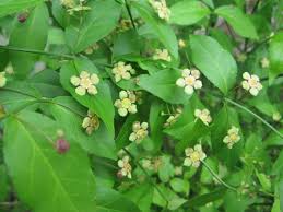 Attēlu rezultāti vaicājumam “Euonymus flower”