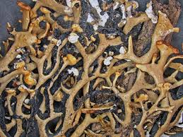 Attēlu rezultāti vaicājumam “Hypogymnia vittata”