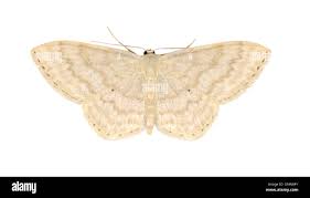 Attēlu rezultāti vaicājumam “Scopula floslactata imago”