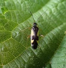 Attēlu rezultāti vaicājumam “Dryophilocoris flavoquadrimaculatus”