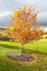 Attēlu rezultāti vaicājumam “Crataegus persimilis”