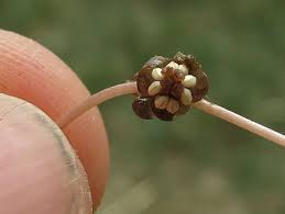 Attēlu rezultāti vaicājumam “Stuckenia filiformis bud”