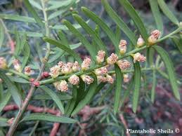 Attēlu rezultāti vaicājumam “Taxus baccata female flower”