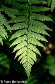 Attēlu rezultāti vaicājumam “Dryopteris affinis”