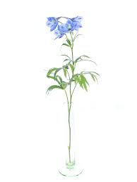 Image result for Rittersporn