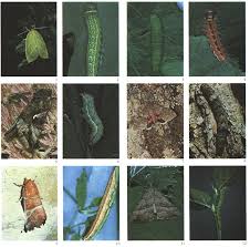 Attēlu rezultāti vaicājumam “Leucodonta bicoloria imago”