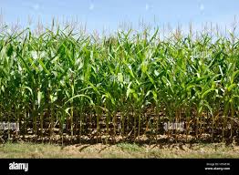 Image result for Mais