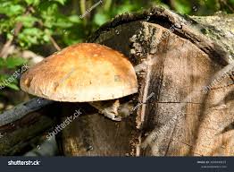 Attēlu rezultāti vaicājumam “Pholiota heteroclita”