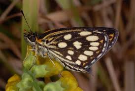 Attēlu rezultāti vaicājumam “Heteropterus morpheus underside”