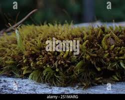 Attēlu rezultāti vaicājumam “Aulacomnium androgynum”