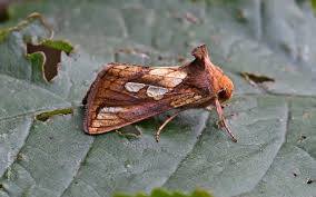 Attēlu rezultāti vaicājumam “Plusia festucae”