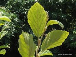 Attēlu rezultāti vaicājumam “Hamamelis vernalis”
