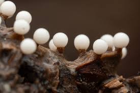 Attēlu rezultāti vaicājumam “Trichia varia spores”