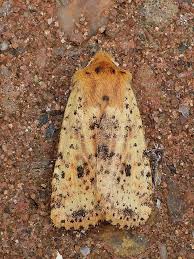 Attēlu rezultāti vaicājumam “Conistra rubiginea”