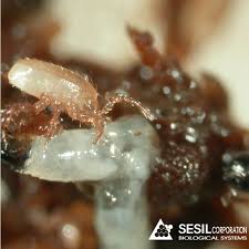 Attēlu rezultāti vaicājumam “Stemonitopsis hyperopta var. landewaldii stalked”