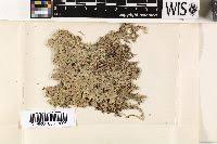 Attēlu rezultāti vaicājumam “Sphagnum platyphyllum”